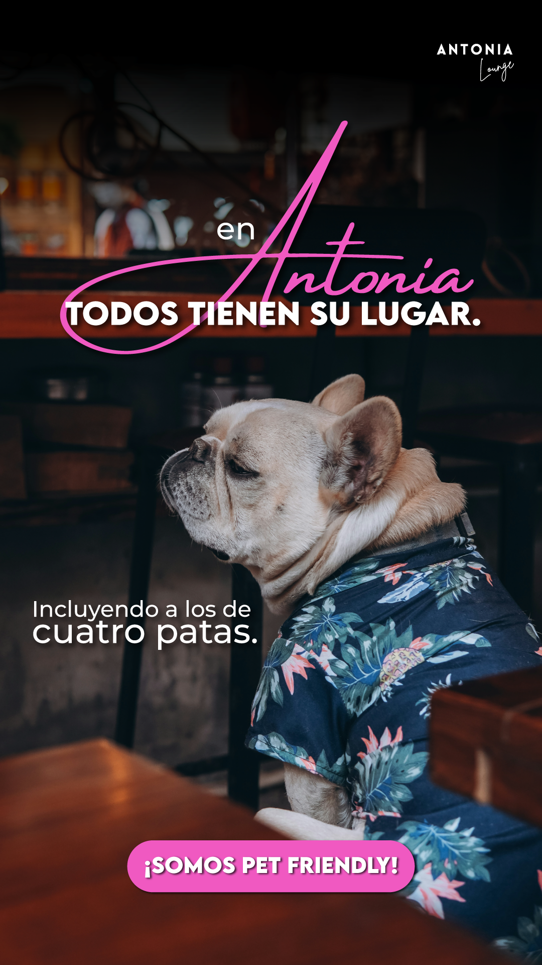 Antonia Lounge es pet friendly: incluyendo a los de cuatro patas